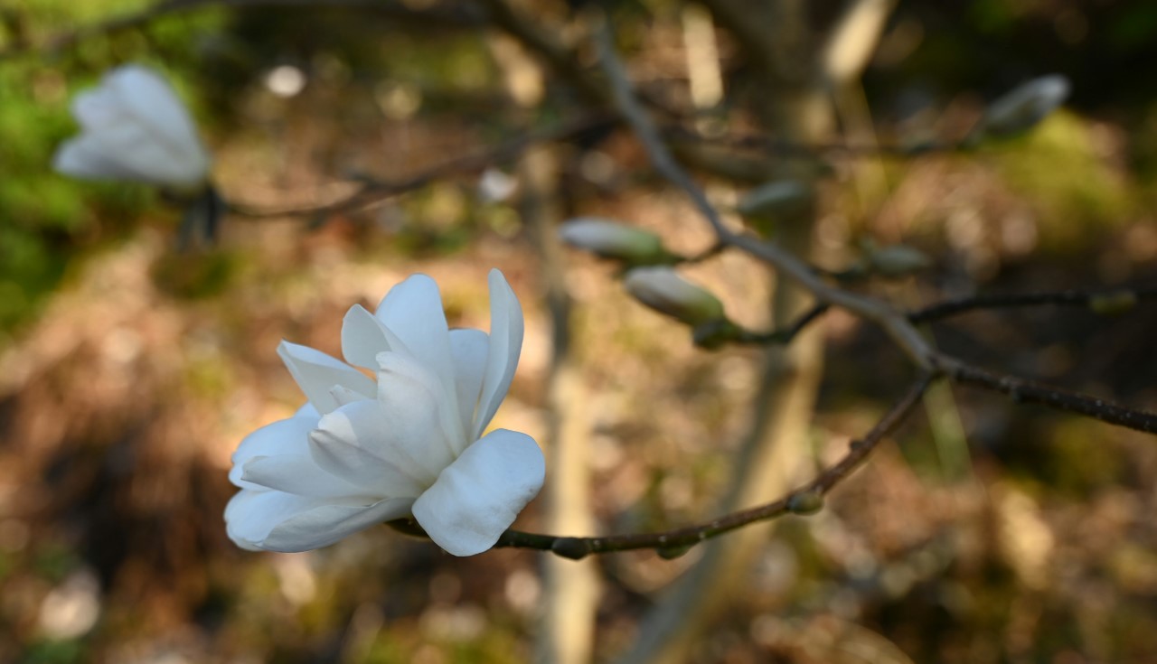 M. x loebneri 'Merrill' AGM